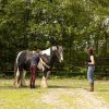 paardencoaching-intact-3